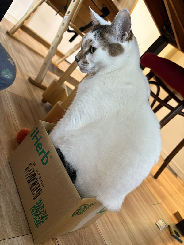 猫の行動に飼い主「それは無理だよ」　目にした光景に「表情に吹いた」「攻めてるな！」