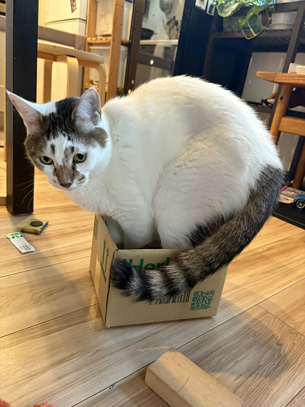 猫の行動に飼い主「それは無理だよ」　目にした光景に「表情に吹いた」「攻めてるな！」