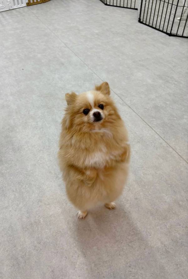 『犬の幼稚園』に愛犬を預けたら…　送られてきた写真に「笑っちゃった」「なんでこんな自然なの」