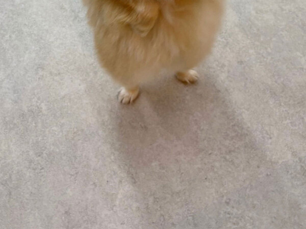 『犬の幼稚園』に愛犬を預けたら…　送られてきた写真に「笑っちゃった」「なんでこんな自然なの」