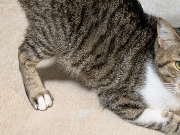 「おい、冗談だろ」「目がバグる」　1ヶ月後に猫を撮ると？「間違い探しできるレベル」