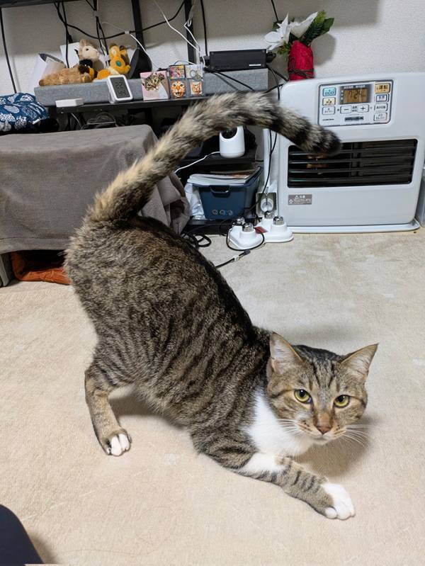 「おい、冗談だろ」「目がバグる」　1ヶ月後に猫を撮ると？「間違い探しできるレベル」