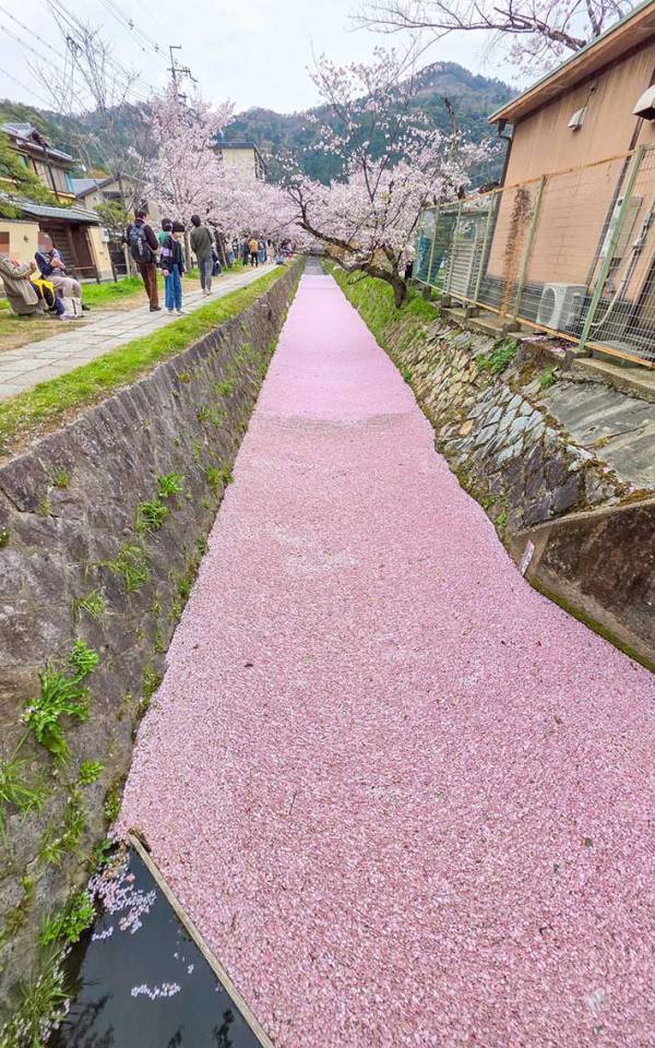「すごい！」「羨ましい限り」　散った桜に称賛が集まったワケ