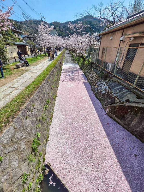 「すごい！」「羨ましい限り」　散った桜に称賛が集まったワケ
