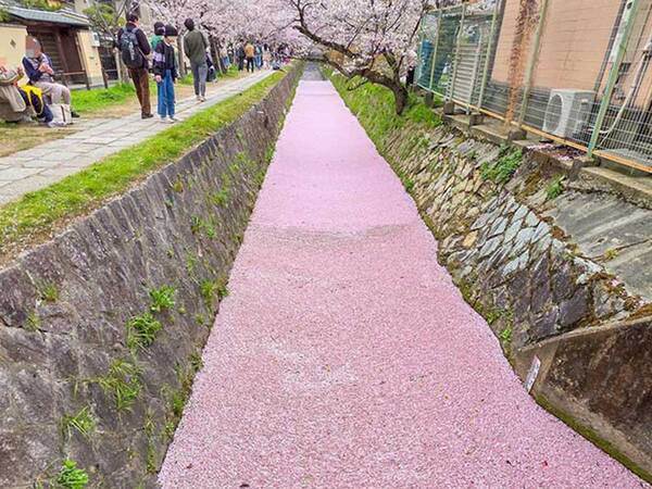 「すごい！」「羨ましい限り」　散った桜に称賛が集まったワケ