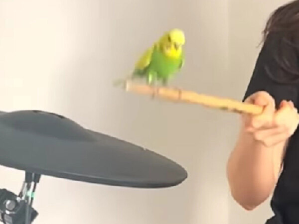 鳥の『神ワザ』がすごい　ドラムをたたくと？「久しぶりに見た最高なやつ」