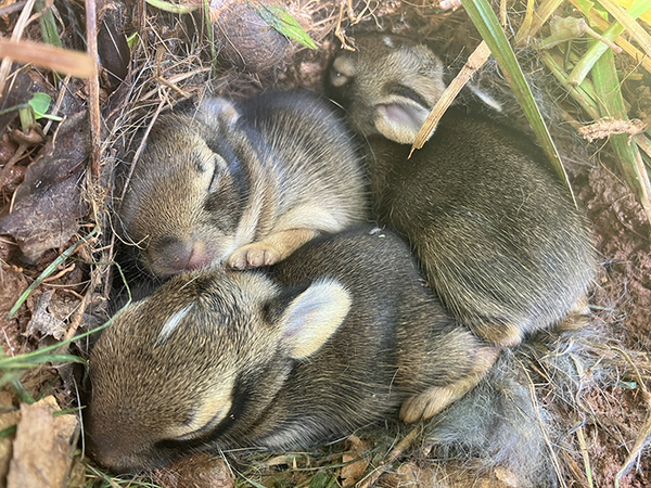なんの変哲もない茂みに吠える犬　気になって見に行くと…？