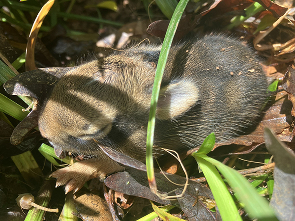 なんの変哲もない茂みに吠える犬　気になって見に行くと…？