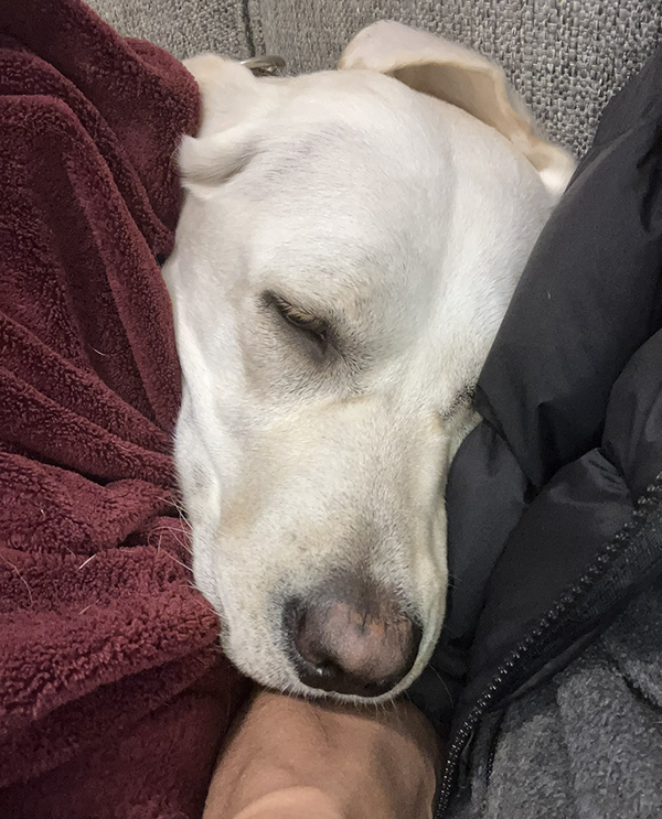 なんの変哲もない茂みに吠える犬　気になって見に行くと…？