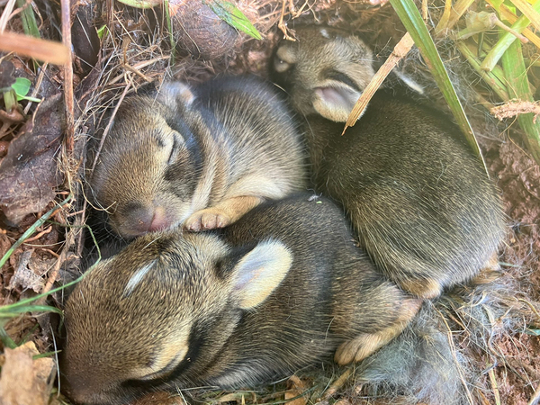 なんの変哲もない茂みに吠える犬　気になって見に行くと…？
