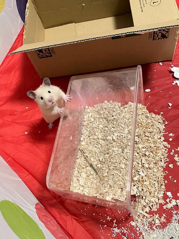 倒れたケージとこぼれた床材　すぐそばにいたのは…「これは犯人」「表情が物語っている」