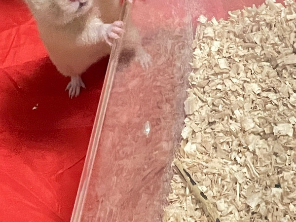 倒れたケージとこぼれた床材　すぐそばにいたのは…「これは犯人」「表情が物語っている」