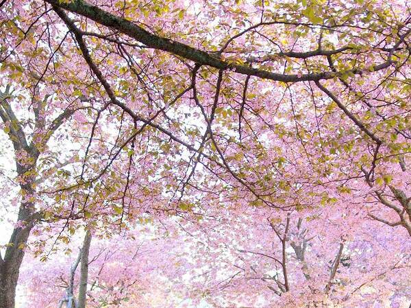 公園にいた動物が？　写した１枚に「現実とは思えない」