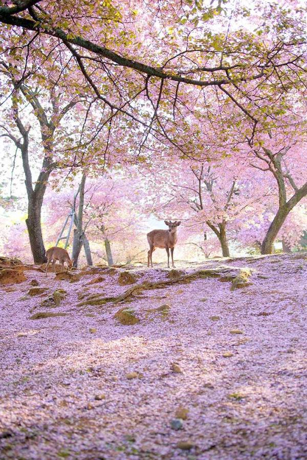 公園にいた動物が？　写した１枚に「現実とは思えない」