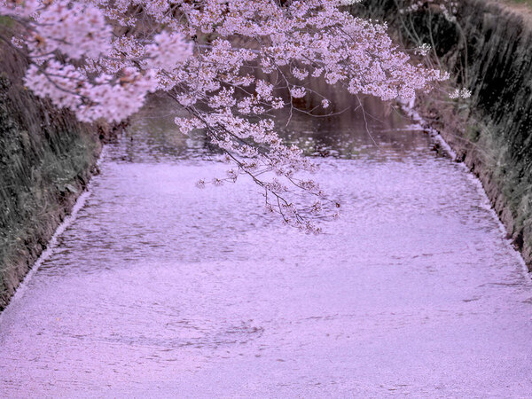 桜を『独り占め』してたのは…　住宅地で撮った１枚に「笑った」「楽しんでるね」