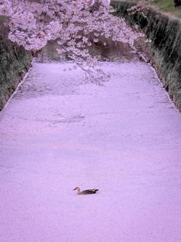 桜を『独り占め』してたのは…　住宅地で撮った１枚に「笑った」「楽しんでるね」