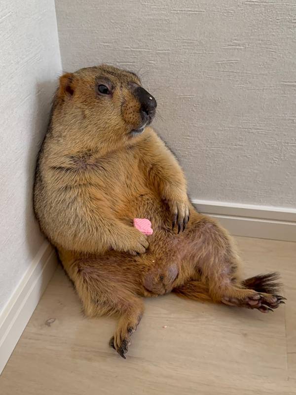 飼い主「さすがにだらしなさすぎる」　寝落ち寸前のペットに「中に人入ってる？」