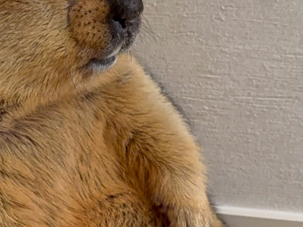 飼い主「さすがにだらしなさすぎる」　寝落ち寸前のペットに「中に人入ってる？」