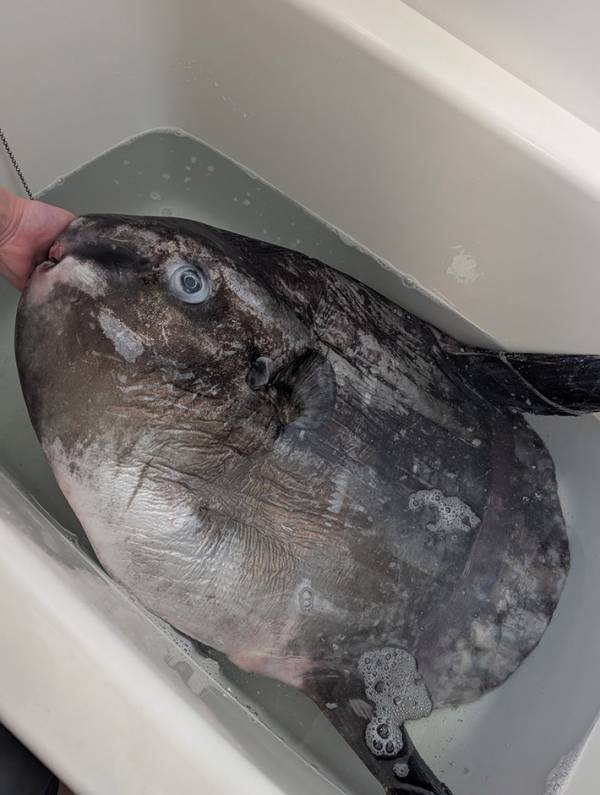 スーパーで『食材』を購入した男性　作ったものに「怖くて泣いちゃうかも」