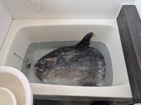 スーパーで『食材』を購入した男性　作ったものに「怖くて泣いちゃうかも」