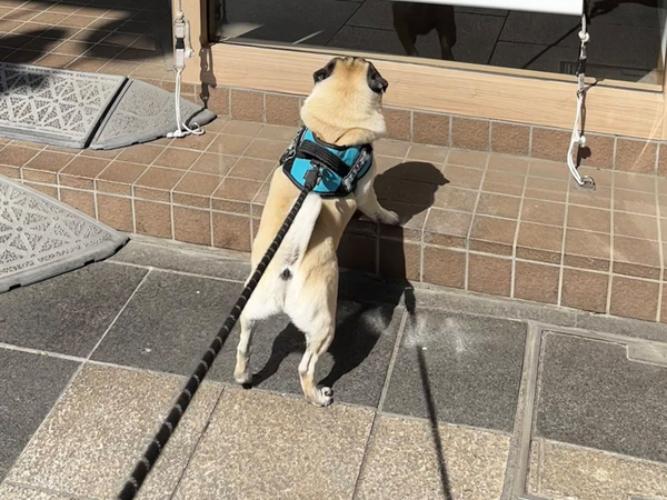 飼い主「ポスターに釘付けで動かない」　描かれた内容に「気持ち分かるよ～！」