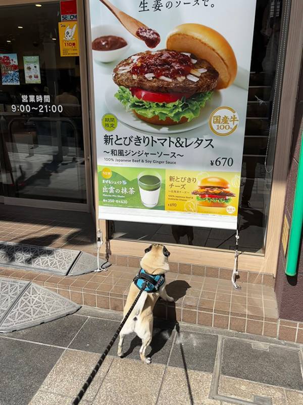飼い主「ポスターに釘付けで動かない」　描かれた内容に「気持ち分かるよ～！」