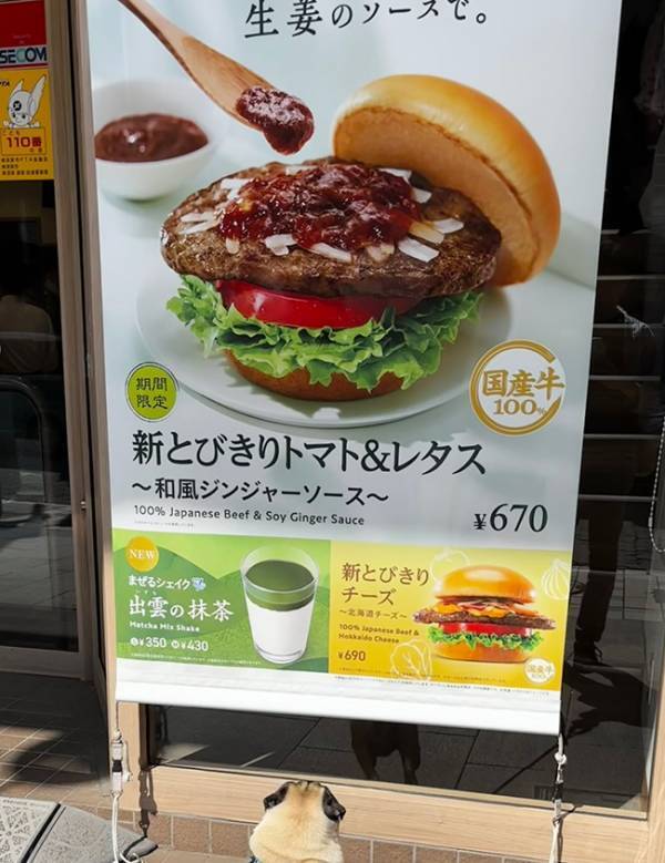 飼い主「ポスターに釘付けで動かない」　描かれた内容に「気持ち分かるよ～！」