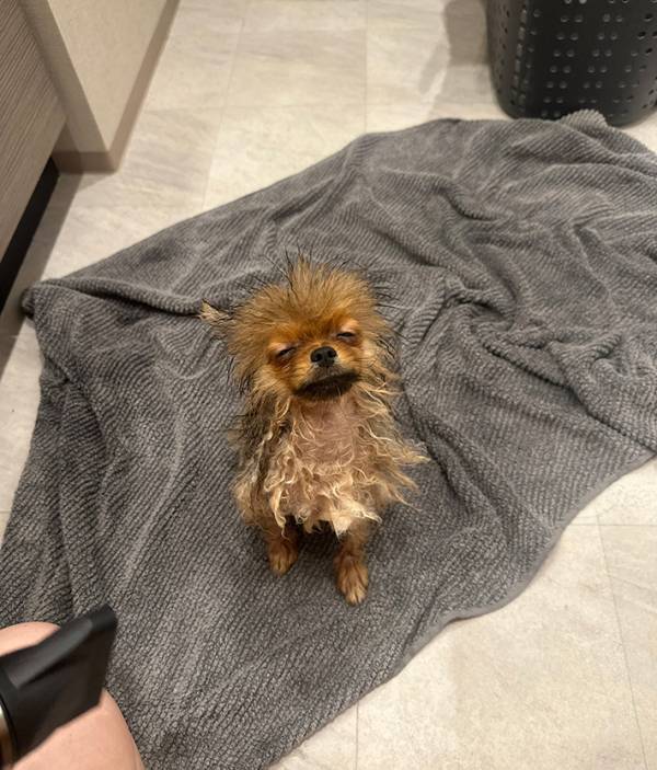 「生まれて２日くらいかな？」　シャンプー後の１歳ポメに、母性本能くすぐられる