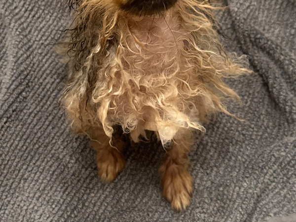 「生まれて２日くらいかな？」　シャンプー後の１歳ポメに、母性本能くすぐられる