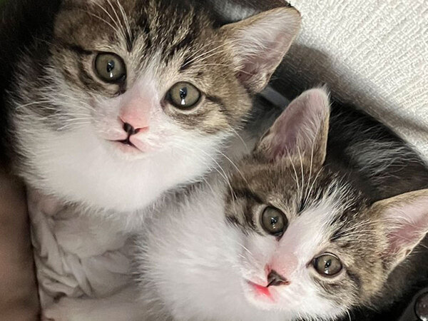 家の中で消えた３匹の猫　見つかった時の表情に「不意を突かれた」「う、うわぁ」