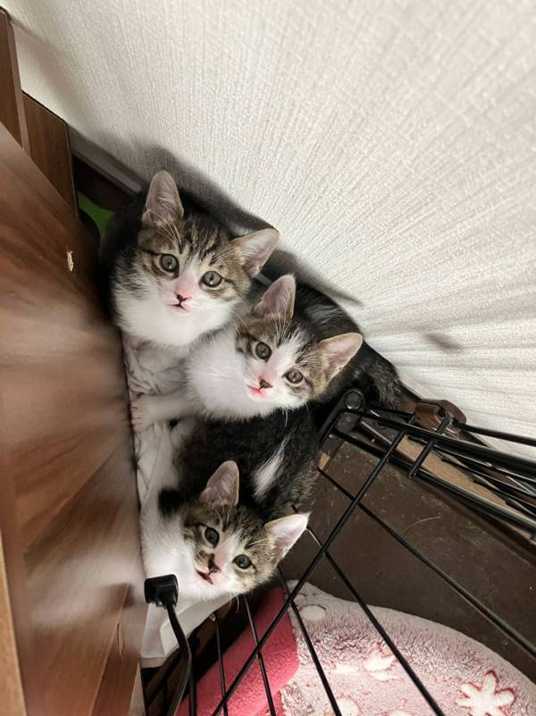 家の中で消えた３匹の猫　見つかった時の表情に「不意を突かれた」「う、うわぁ」