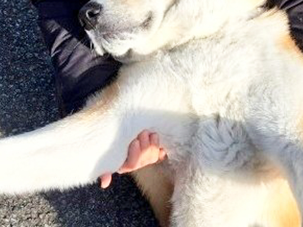 散歩が好きすぎる秋田犬　とった行動に「顔がやばいって」「何の感情だよ！」