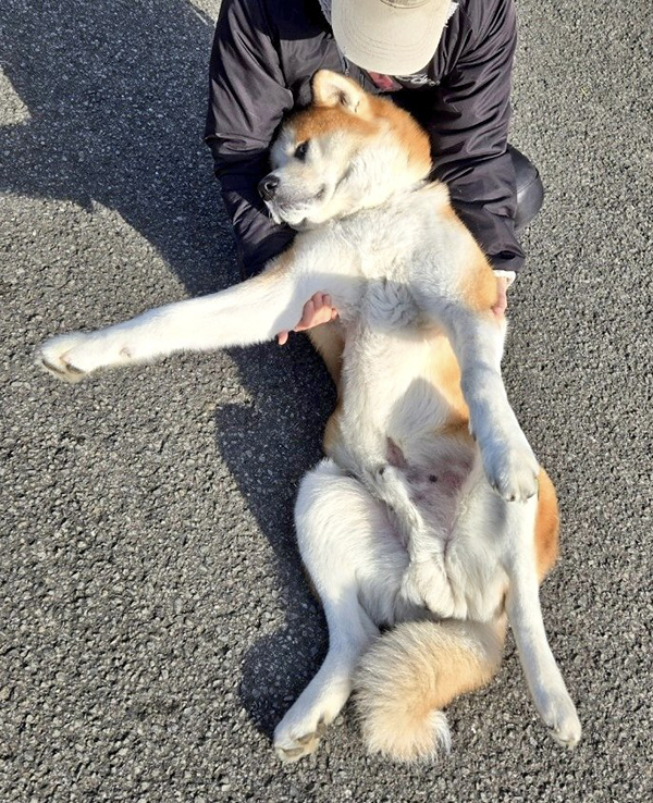 散歩が好きすぎる秋田犬　とった行動に「顔がやばいって」「何の感情だよ！」