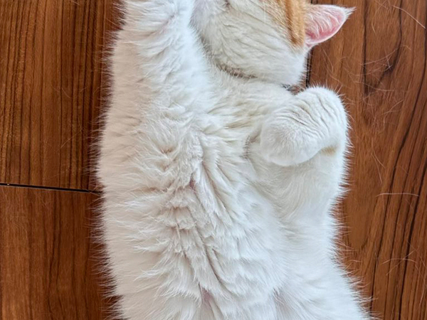 高熱で学校を休んだ娘　見送る『猫』の姿に、３万人が爆笑！