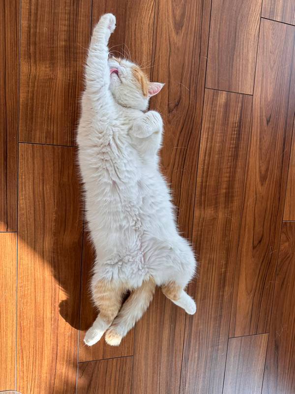 高熱で学校を休んだ娘　見送る『猫』の姿に、３万人が爆笑！