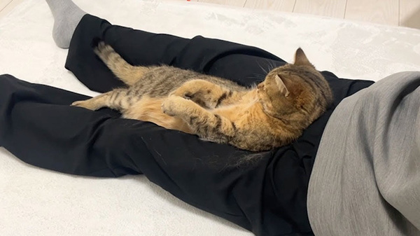 飼い主と一緒にテレビを観る猫　姿勢に「絶対中に人間が入っている」