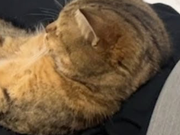 飼い主と一緒にテレビを観る猫　姿勢に「絶対中に人間が入っている」