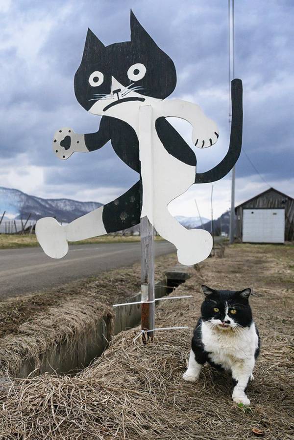 トマト農園で暮らす猫　隣に立つ『看板』を見ると…？