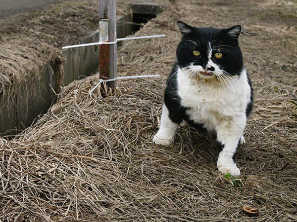トマト農園で暮らす猫　隣に立つ『看板』を見ると…？