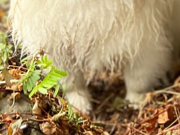 「ワガママを言った結果です」　散歩中の犬を見ると？「いい顔しすぎ」「昭和のアニメかな？」