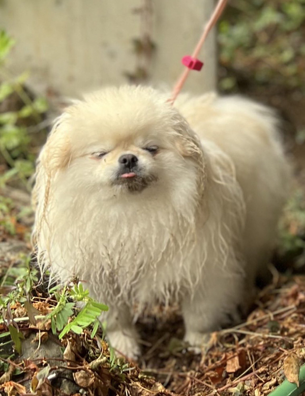 「ワガママを言った結果です」　散歩中の犬を見ると？「いい顔しすぎ」「昭和のアニメかな？」