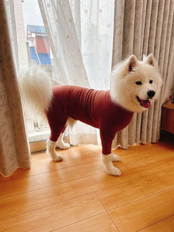 飼い主「ほとんど毛だったんだな」　変わった姿に「失礼ながら笑った」