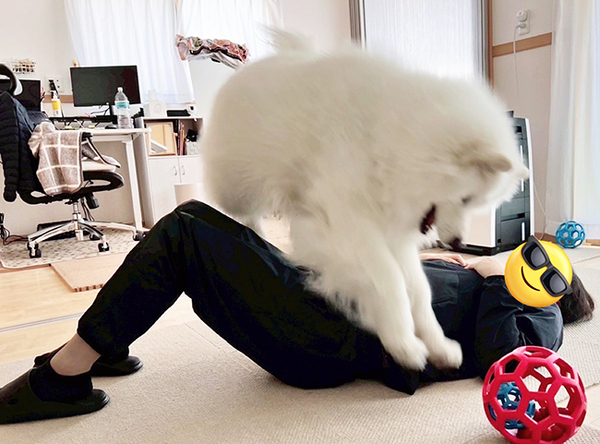 大ジャンプをしたサモエドが、次の瞬間？　「笑った」「勇気と愛情に脱帽です」