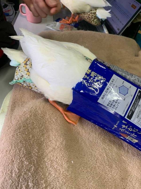 袋で遊ぶコールダック　翌日には…「かっこいい！」「オシャレ」