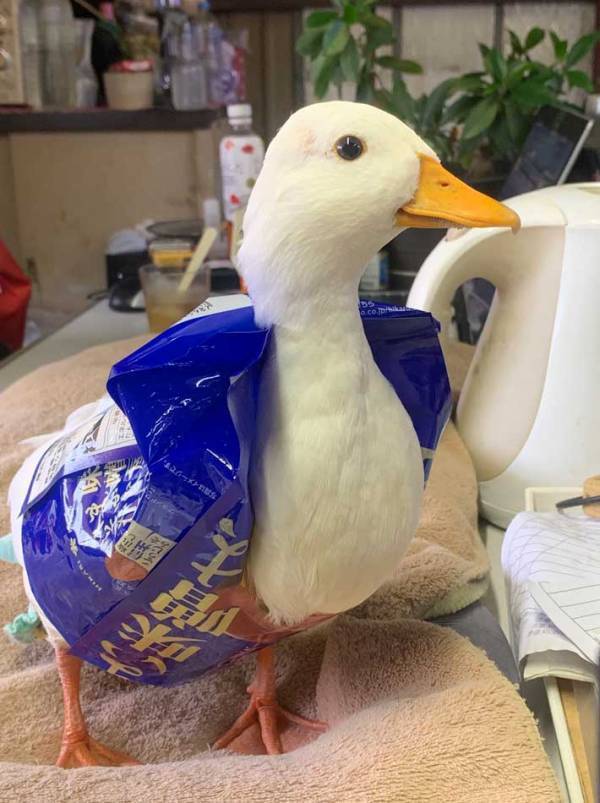 袋で遊ぶコールダック　翌日には…「かっこいい！」「オシャレ」