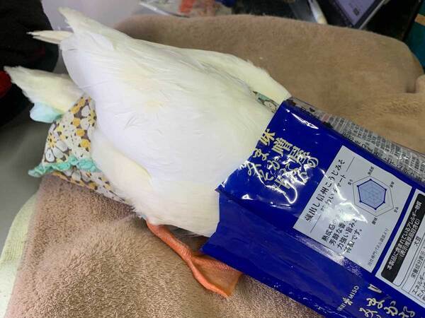 袋で遊ぶコールダック　翌日には…「かっこいい！」「オシャレ」