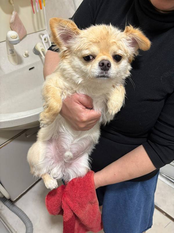 『情けない顔』をしたチワワ　見せた表情に「出社と退勤後の顔」「優勝じゃん」