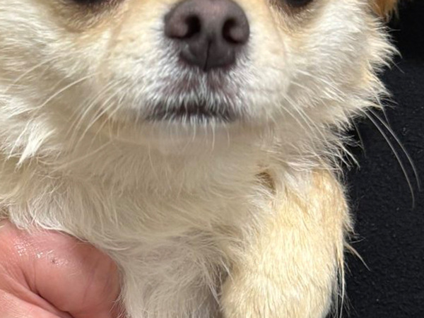 『情けない顔』をしたチワワ　見せた表情に「出社と退勤後の顔」「優勝じゃん」