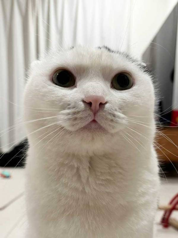 「耳を消すマジックやります」　猫の表情に「涙流して笑った」