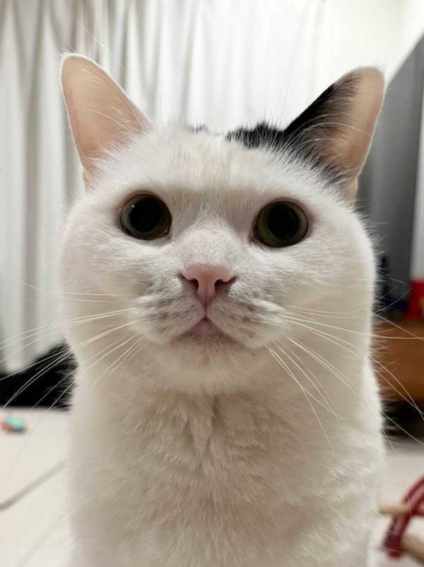 「耳を消すマジックやります」　猫の表情に「涙流して笑った」